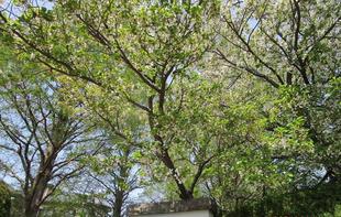 山手イタリア庭園 桜開花情報【2025年4月12日】