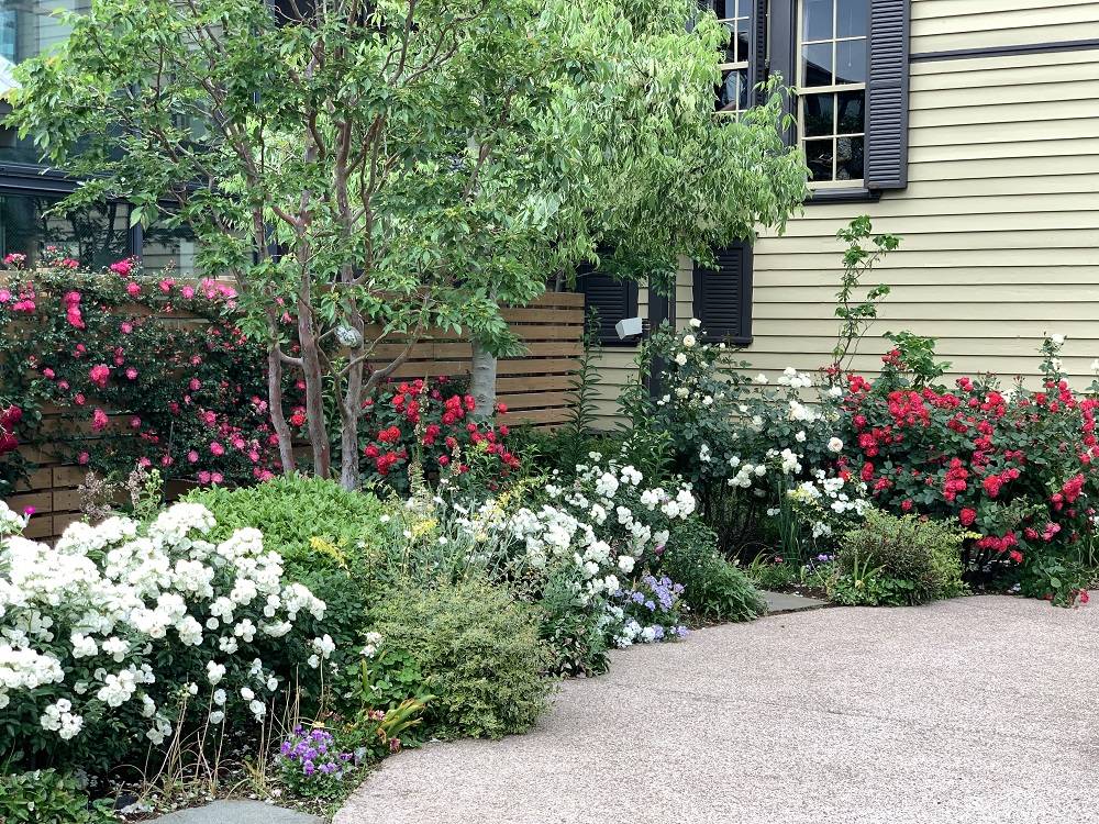 山手イタリア山庭園(外交官の家)5月18日バラ情報の写真