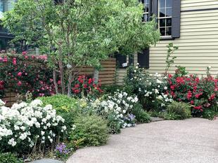 山手イタリア山庭園 5月18日バラ情報