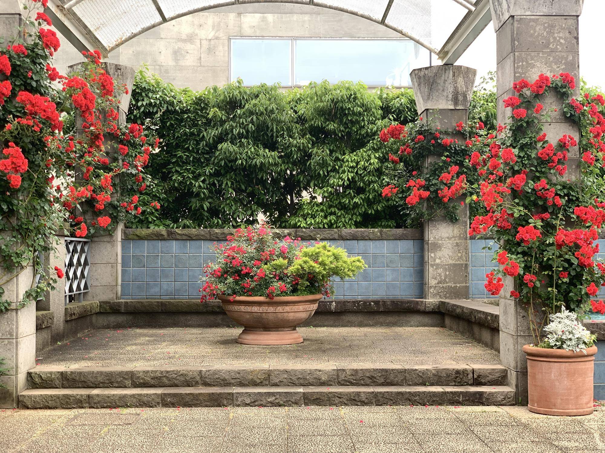 山手イタリア山庭園(外交官の家) 5月22日 バラ情報の写真