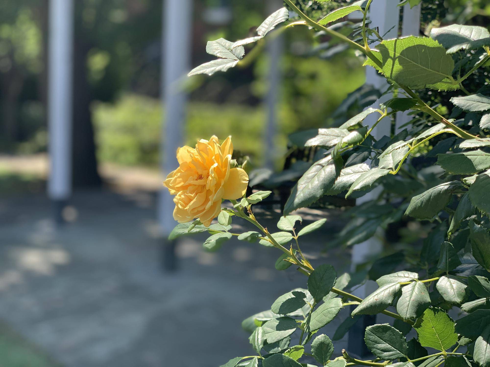 山手イタリア山庭園 8月15日 バラ情報の写真