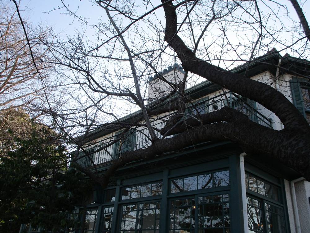 桜開花情報【2026年２月23日】の写真