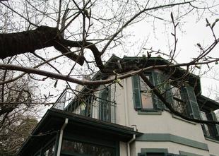 山手イタリア山庭園　桜開花情報【2026年3月20日】