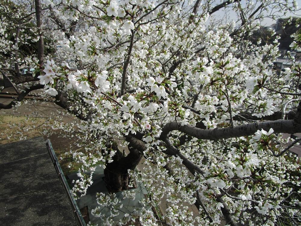   山手イタリア山庭園　桜開花情報【2026年3月27日】の写真