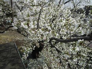   山手イタリア山庭園　桜開花情報【2026年3月27日】