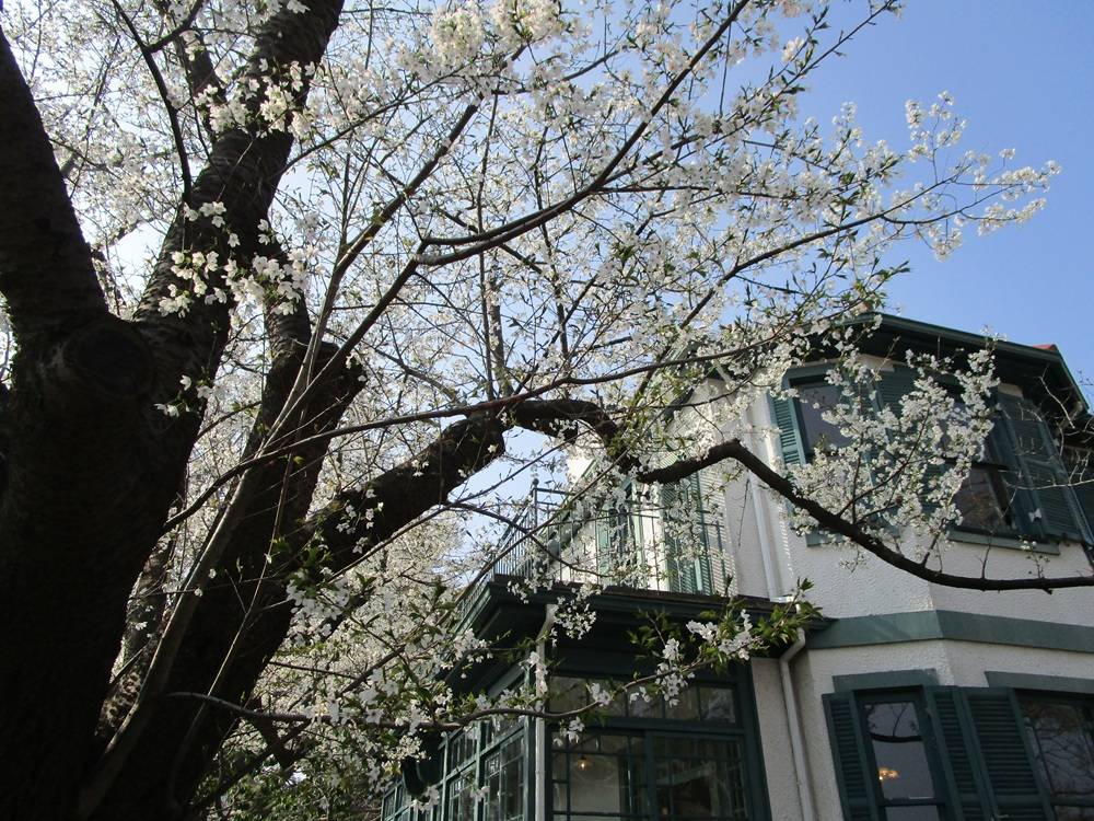 山手イタリア山庭園　桜開花情報【2026年3月29日】の写真