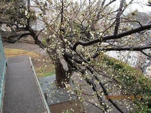 山手イタリア山庭園　桜開花情報【2026年3月23日】