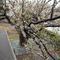  山手イタリア山庭園　桜開花情報【2026年3月23日】の画像