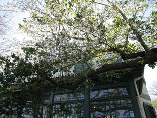 山手イタリア山庭園　桜開花情報【2026年4月3日】