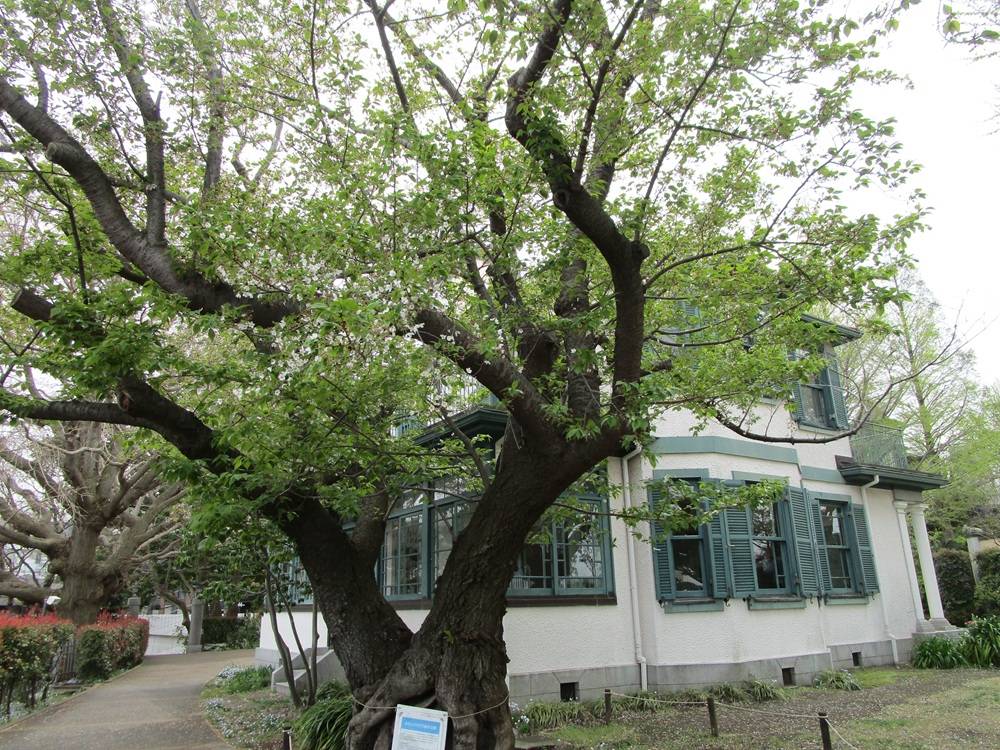 山手イタリア山庭園　桜開花情報【2026年4月6日】の写真