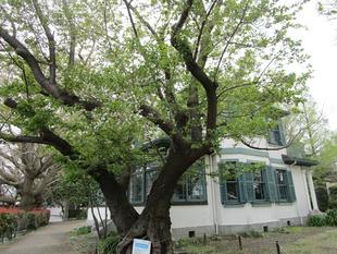 山手イタリア山庭園　桜開花情報【2026年4月6日】