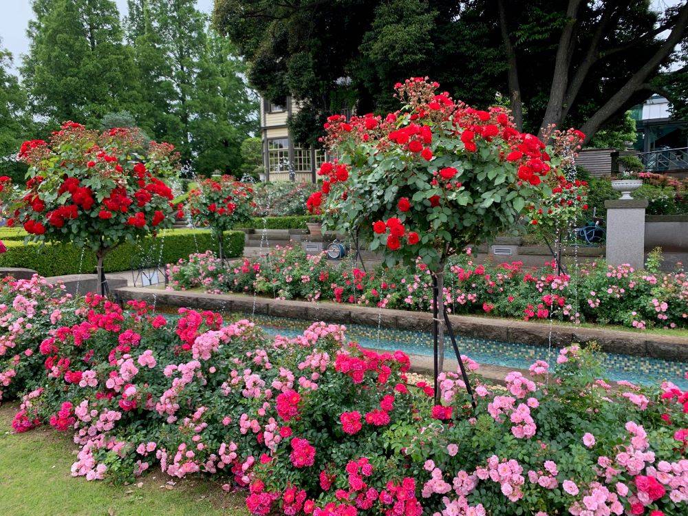 5月24日 いつもの場所から.jpg