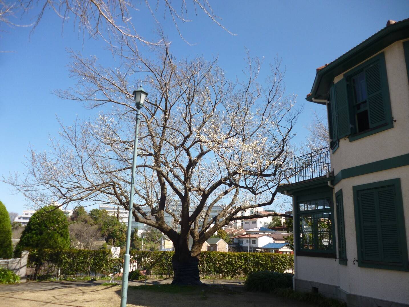 2020.3.20オオシマザクラ (1).jpg