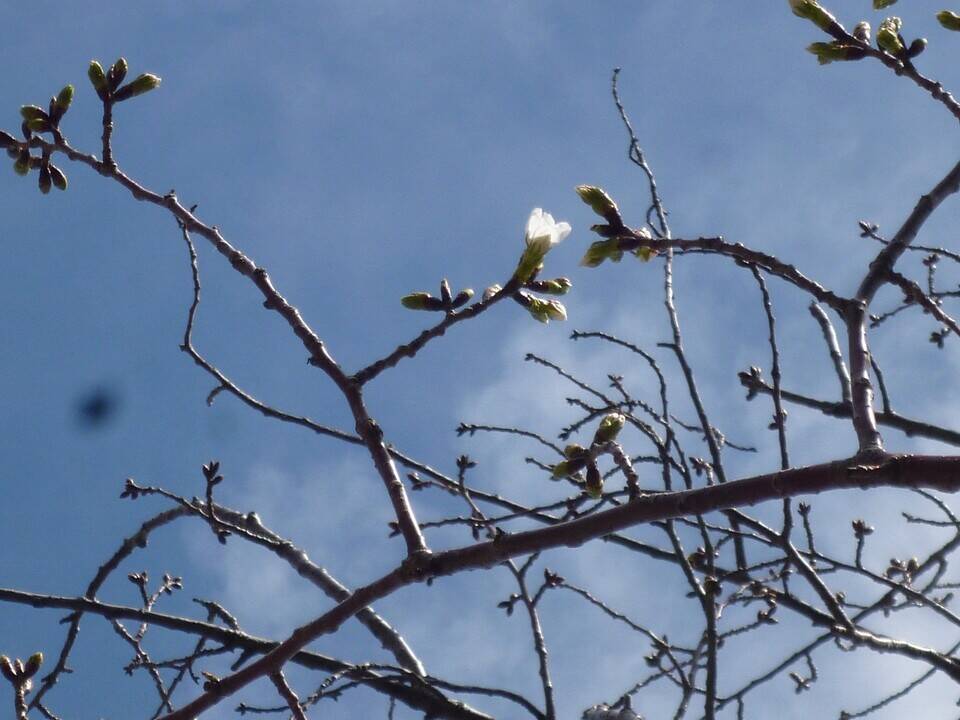 2020.3.16オオシマザクラ開花  (3).jpg