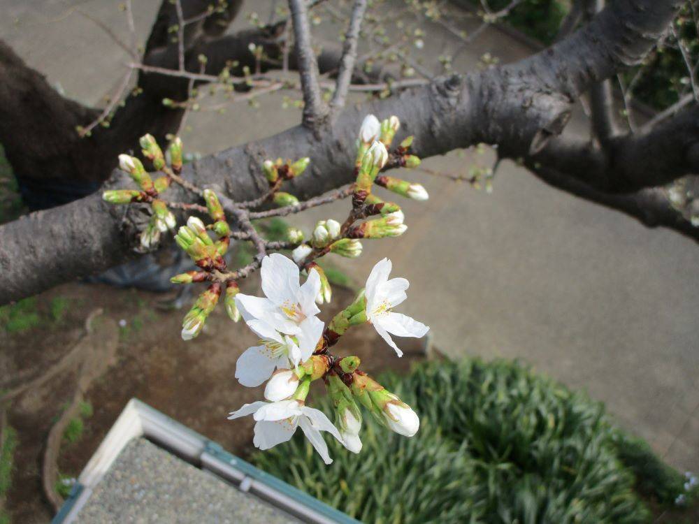 3月16日　桜１.jpg