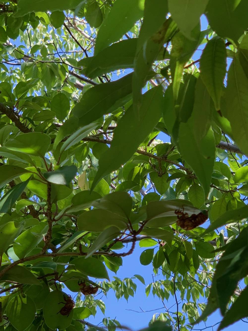 ②3匹のセミの抜け殻 (1).jpg