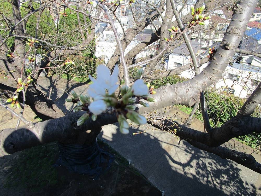 山手イタリア山庭園(ブラフ18番館)3月15日現在② (1).jpg