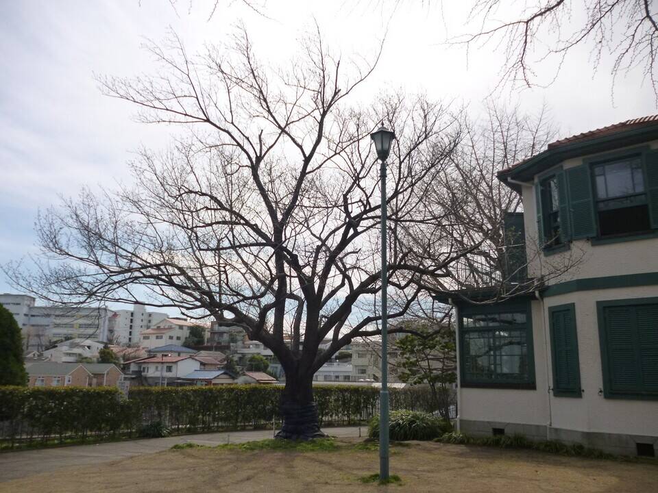 2020.3.16オオシマザクラ開花  (1).jpg