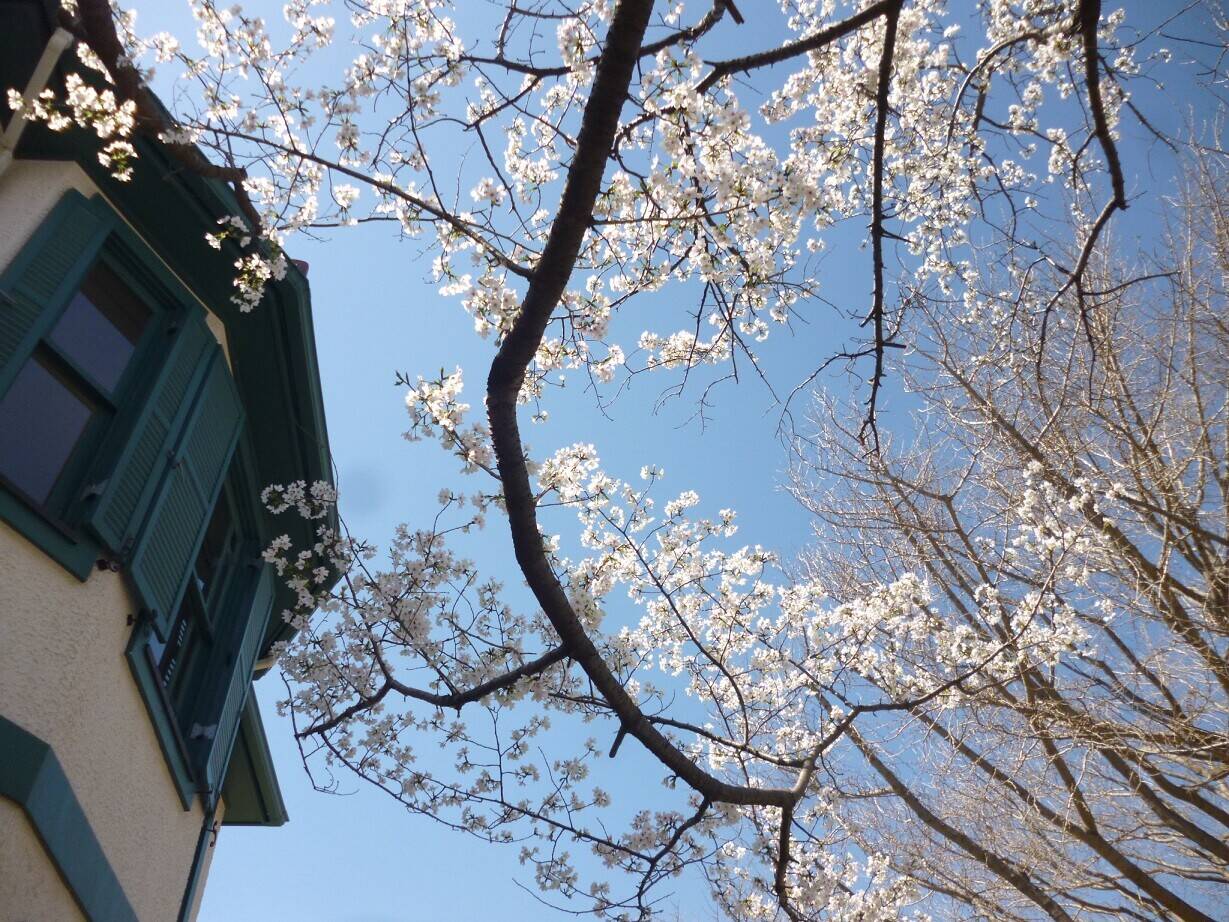 2020.3.25青空とオオシマザクラ(2).jpg