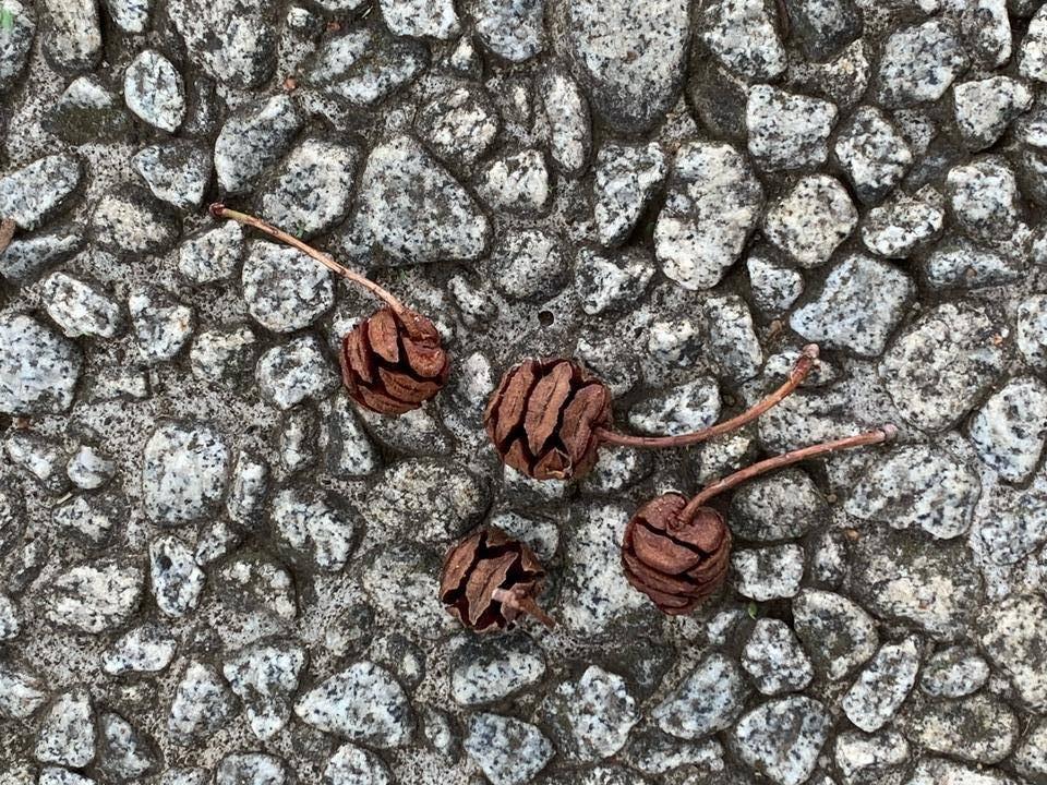 0417②【外交官】 メタセコイア 松ぼっくり.jpeg