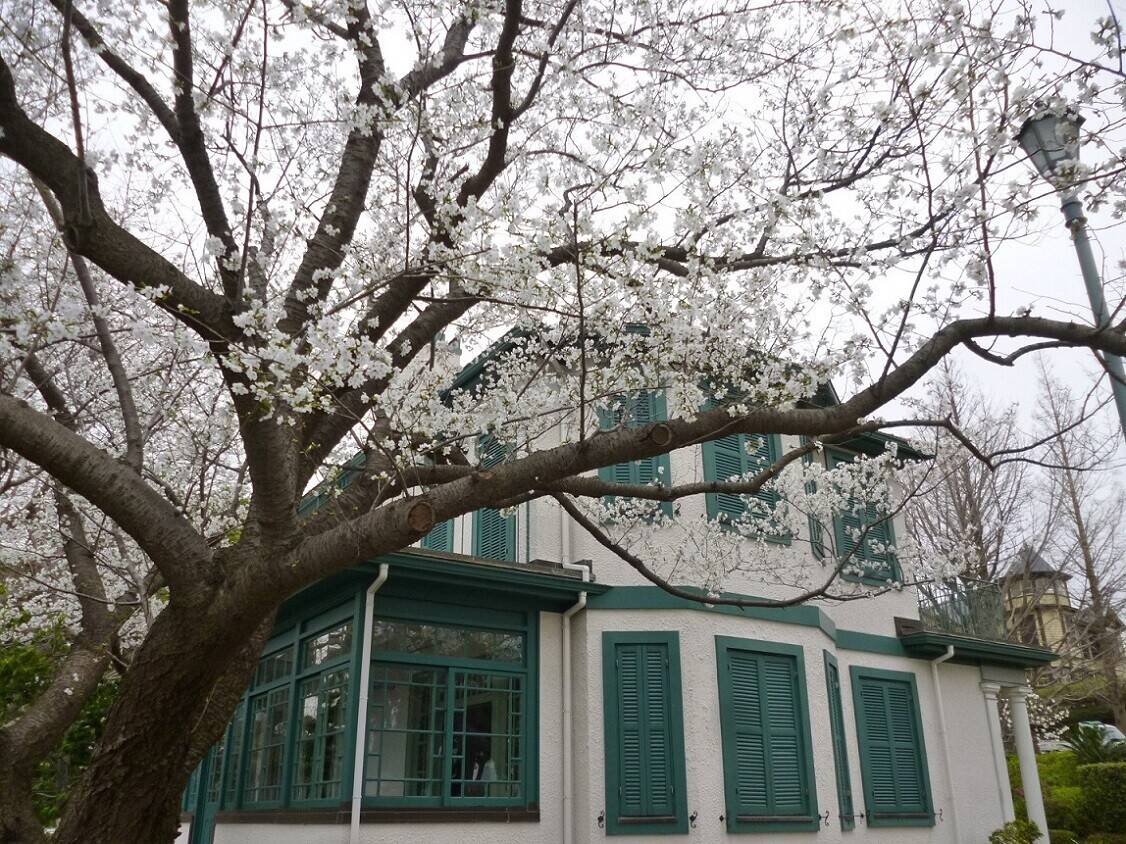 2020.3.23オオシマザクラ (1).jpg