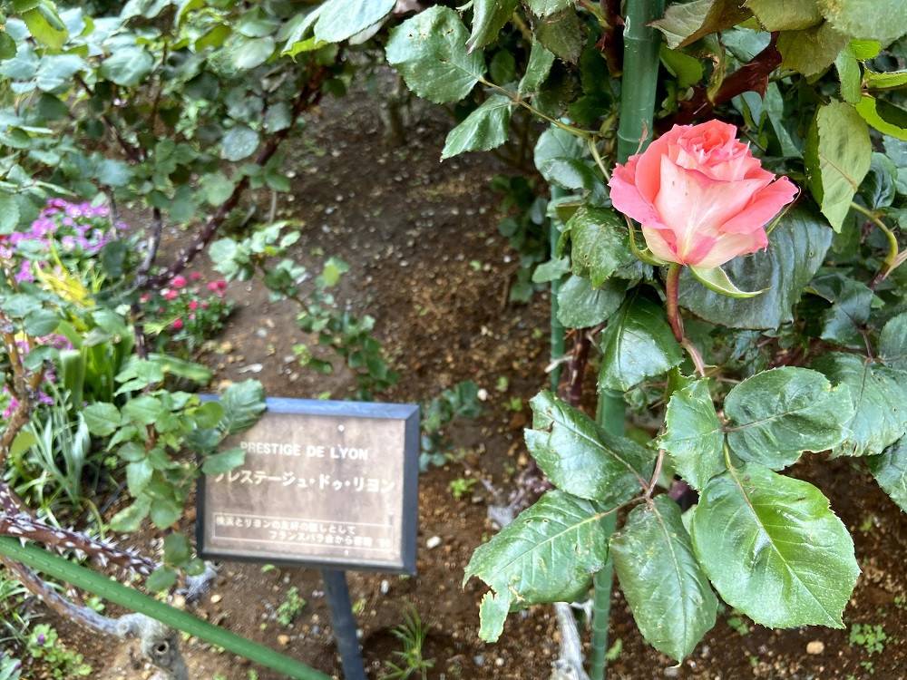 リヨンのバラ.jpg