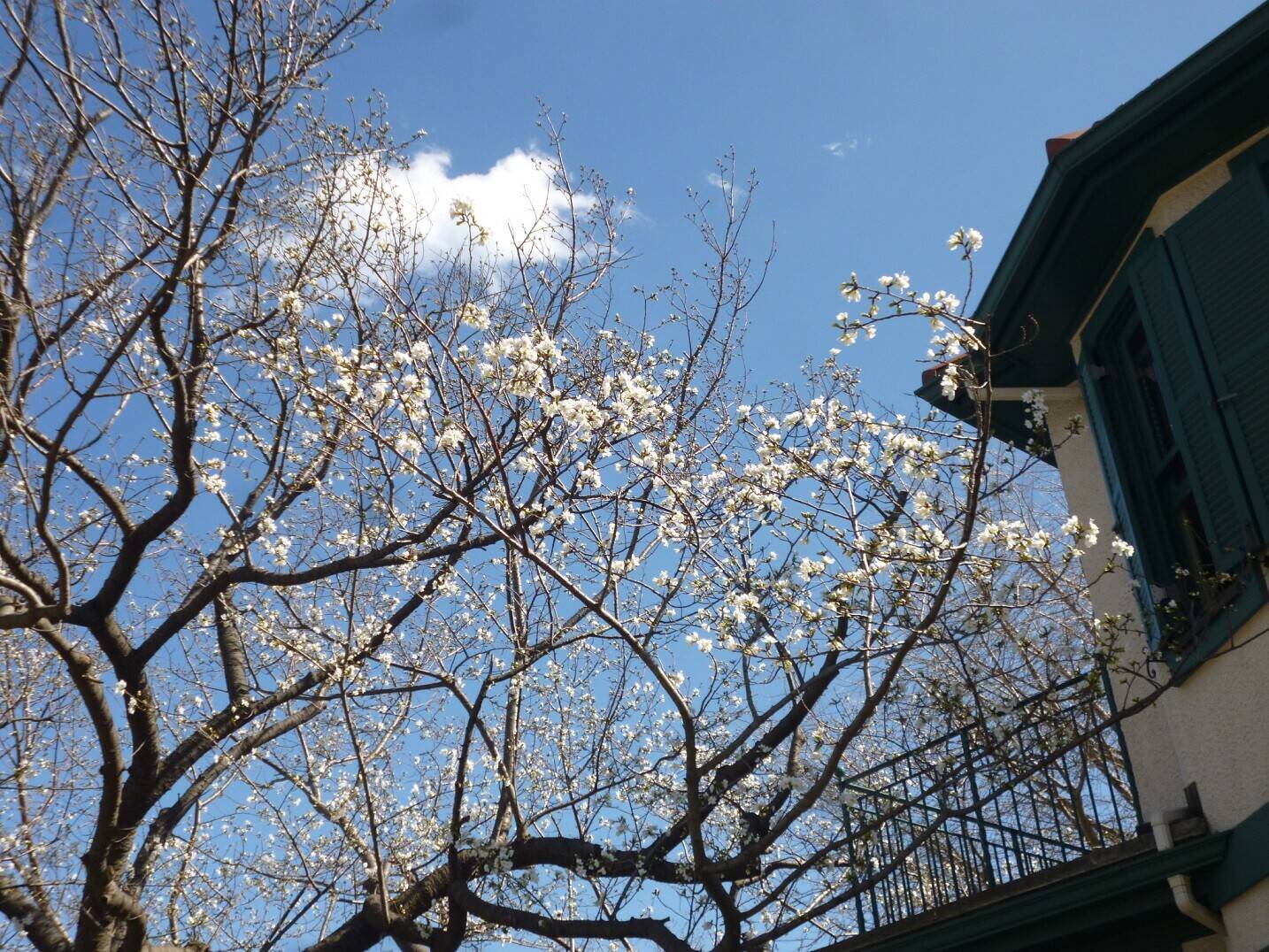 2020.3.20オオシマザクラ (2).jpg