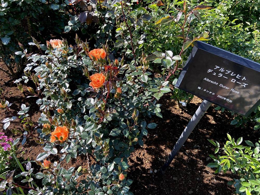 アルブレヒトデュラーローズ.jpg