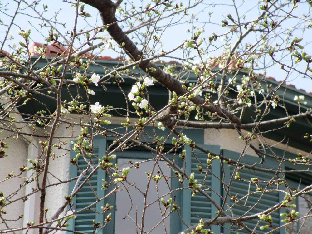 3月16日　桜２.jpg