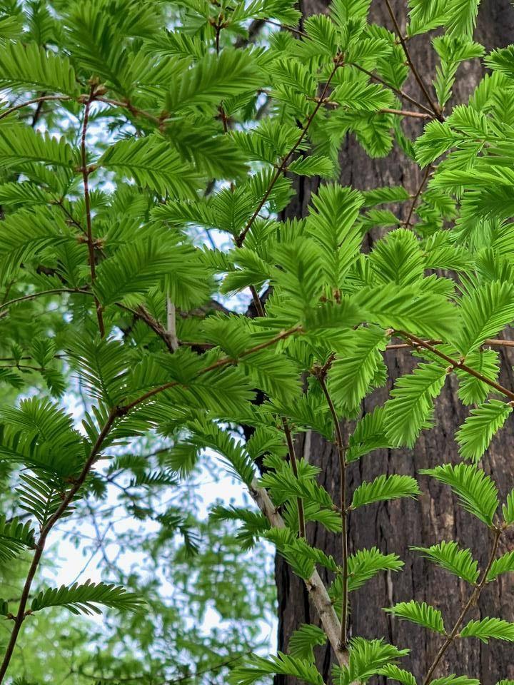 0417③【外交官】 メタセコイア 葉.jpeg