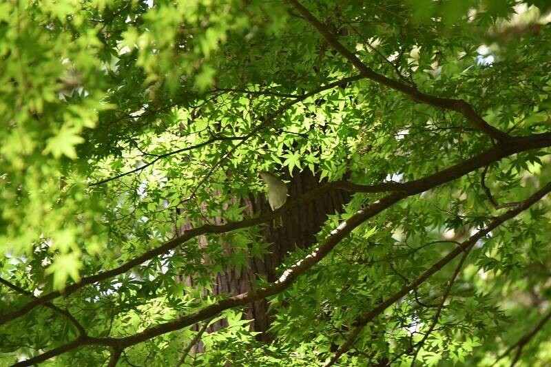 DSC_0076.jpg