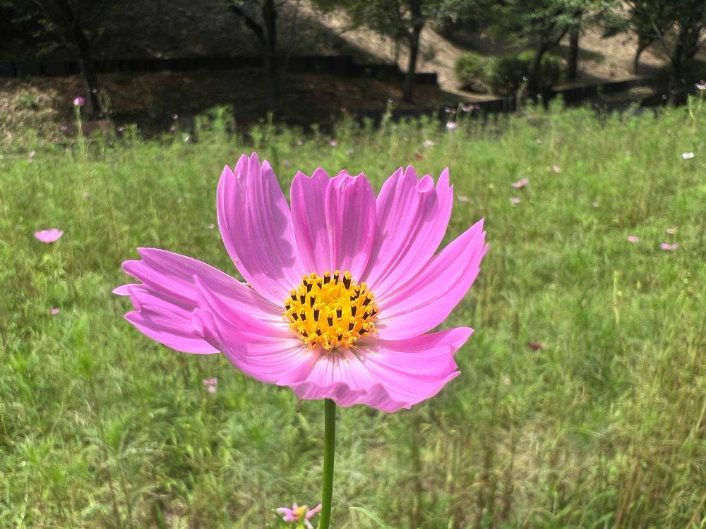 0817ブログ確定コスモスピンク.jpg
