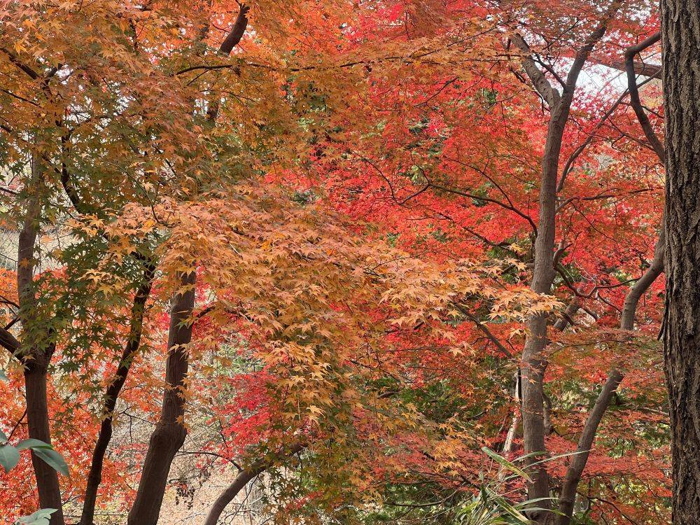 紅葉.jpg