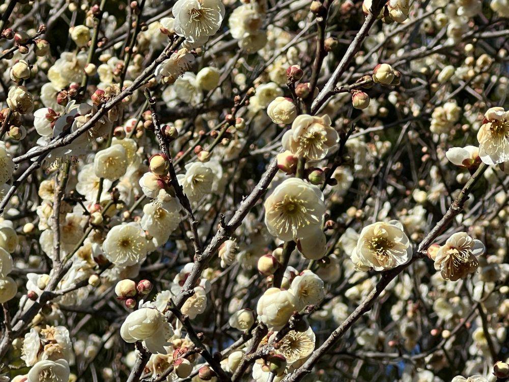 3八重野梅花(見ごろ).jpg