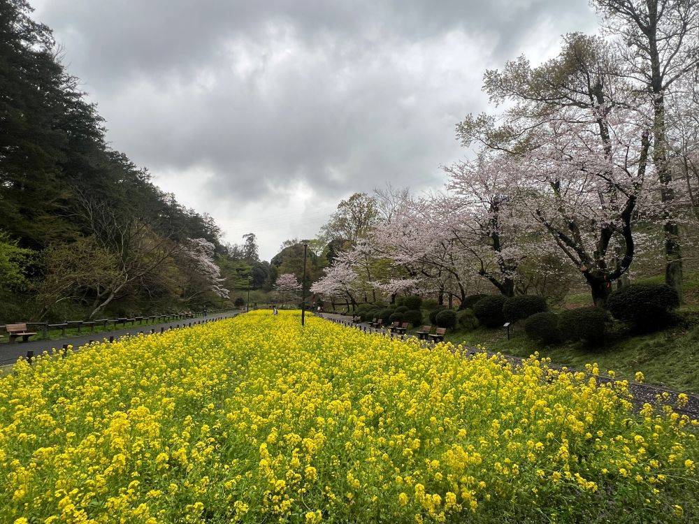 260401サクラ (2).jpg