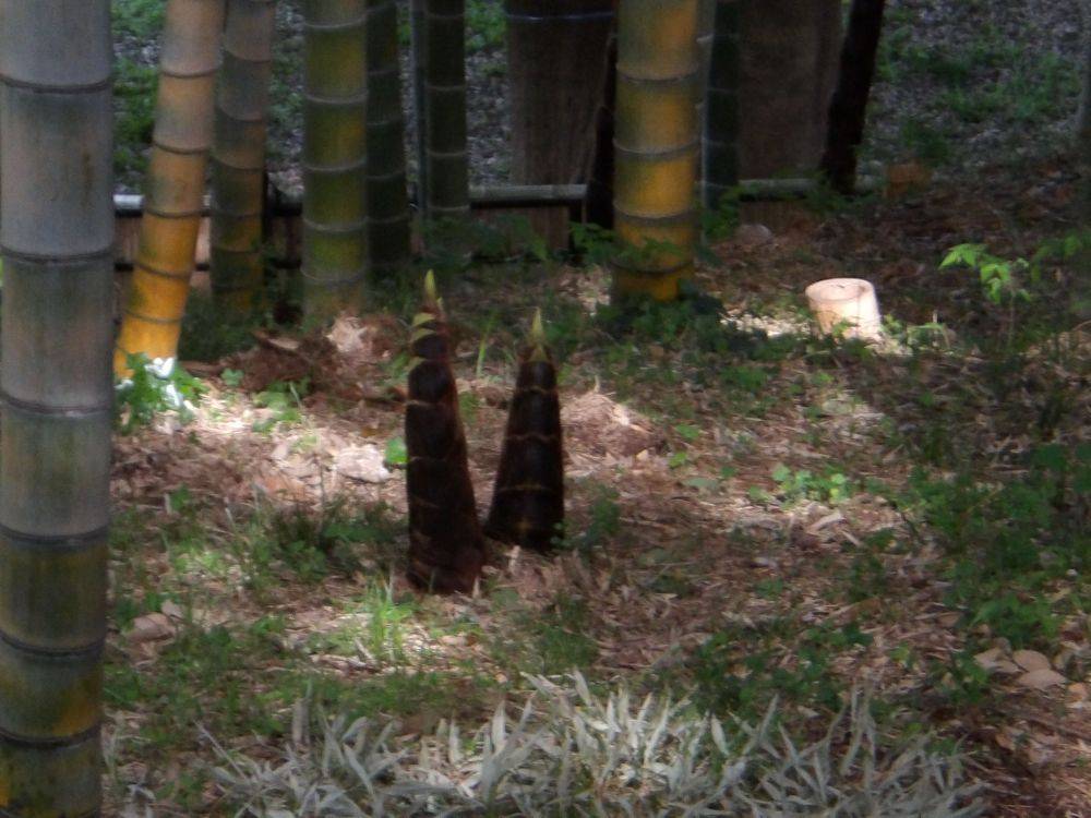 タケノコ1.jpg