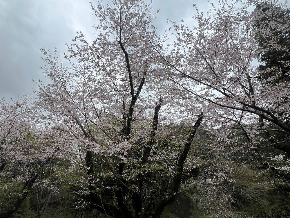260401サクラ.jpg