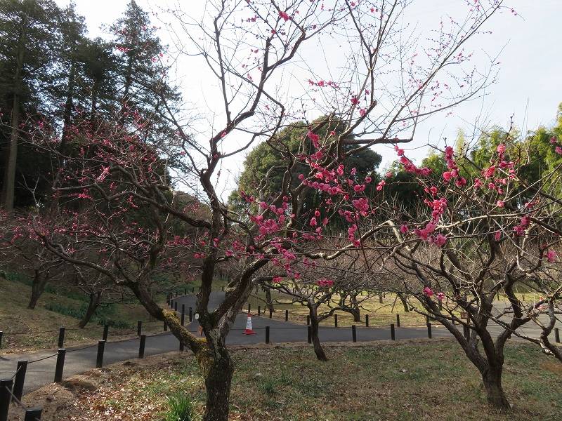 八重寒紅6.jpg