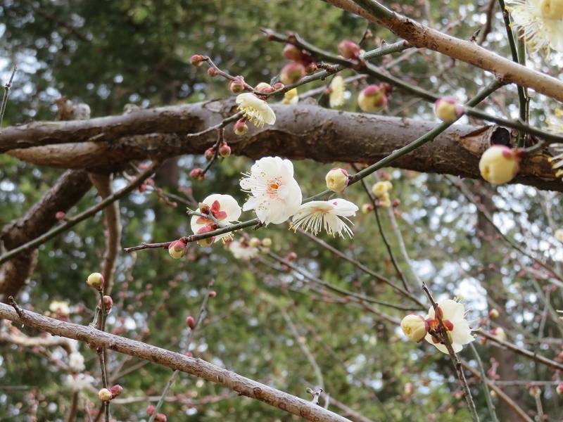 八重野梅 (2).jpg