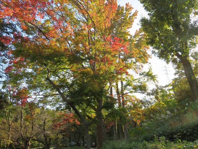 ○トウカエデ6.jpg