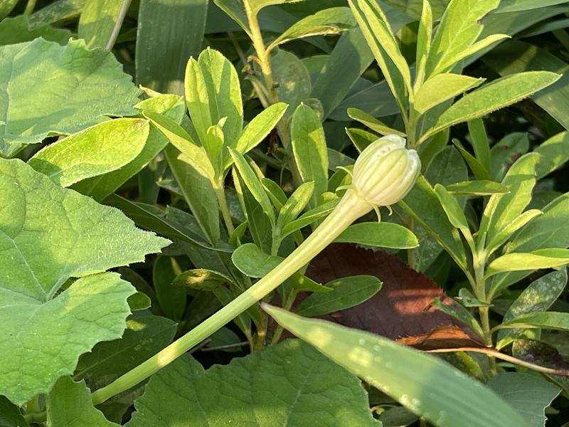 カラスウリ蕾.jpg