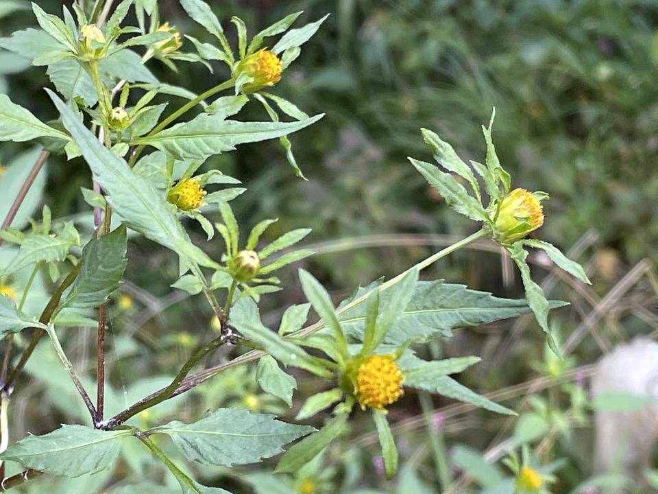 コセンダングサ (2).jpg