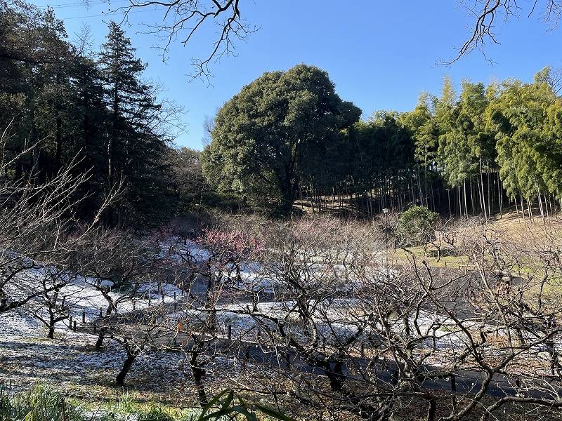 今年の梅は・・・-4|｜ブログ|横浜市児童遊園地公式サイト｜公益