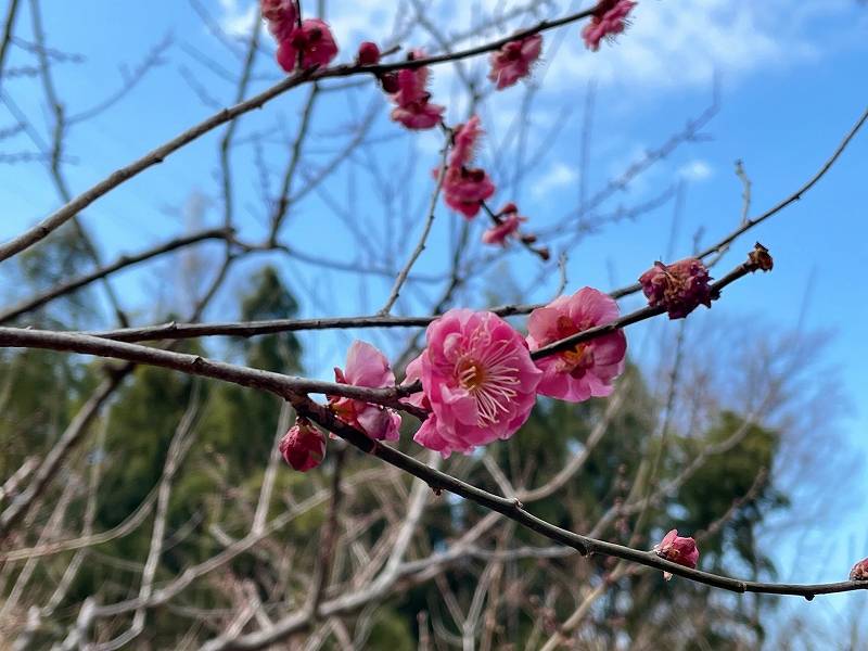 八重寒紅4.jpg