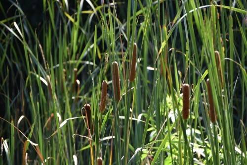 ガマ カエル カラス ブログ 横浜市児童遊園地公式サイト 公益財団法人 横浜市緑の協会