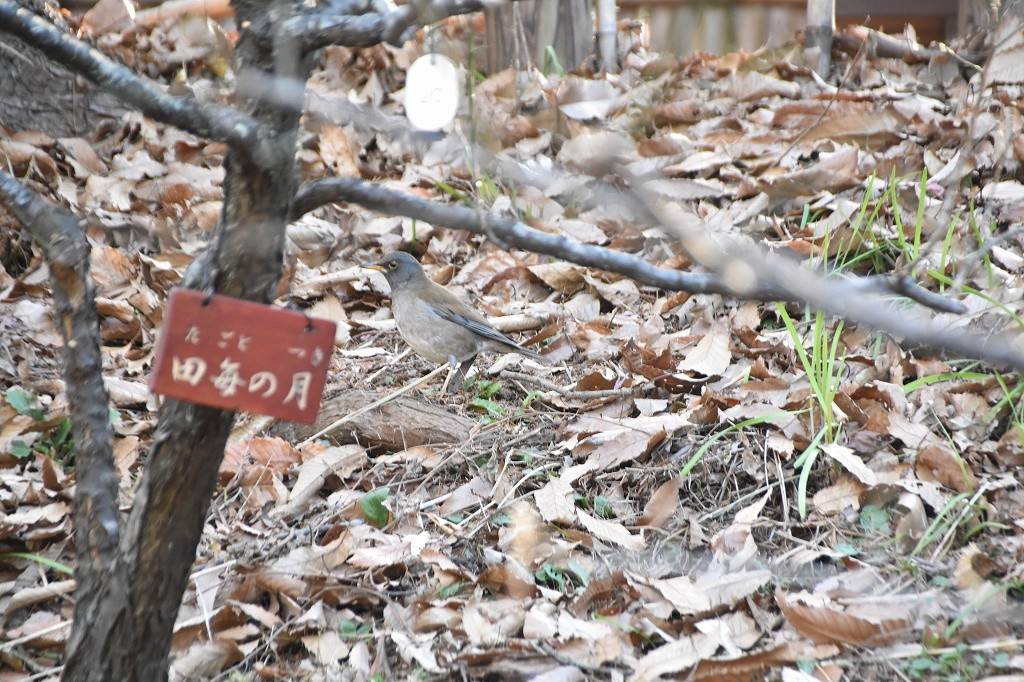 DSC_0706.jpg