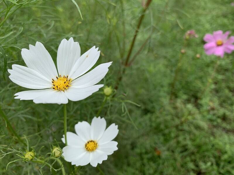 コスモス | 植物写真鑑