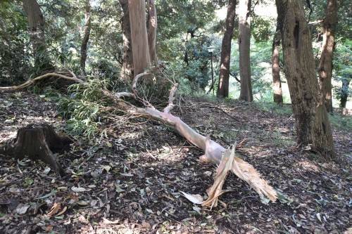 児童遊園地 (2).jpg