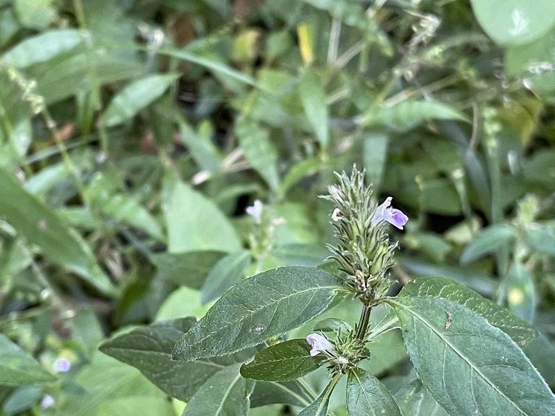 キツネノマゴ (2).jpg