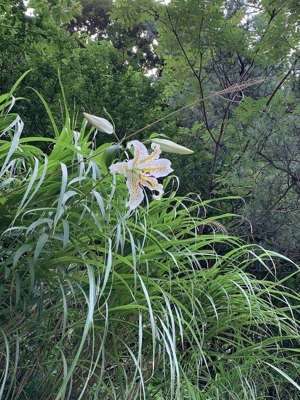 ヤマユリの季節到来 ブログ 横浜市児童遊園地公式サイト 公益財団法人 横浜市緑の協会 ヤマユリの季節到来 ブログ 横浜市児童遊園地公式サイト 公益財団法人 横浜市緑の協会
